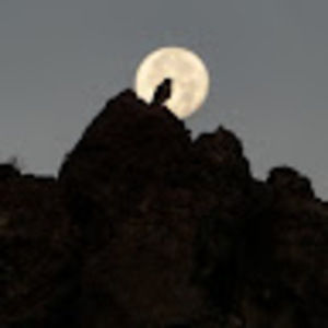 Meet your Posher, Sylvia